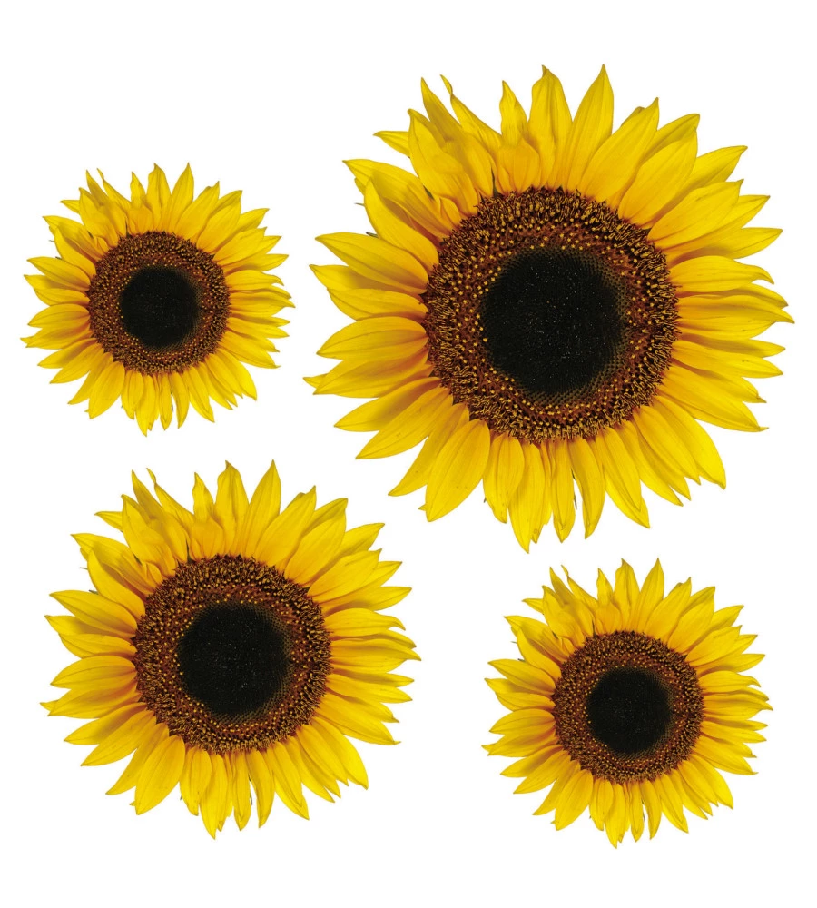 Stickers m girasoli - decoro crearreda.