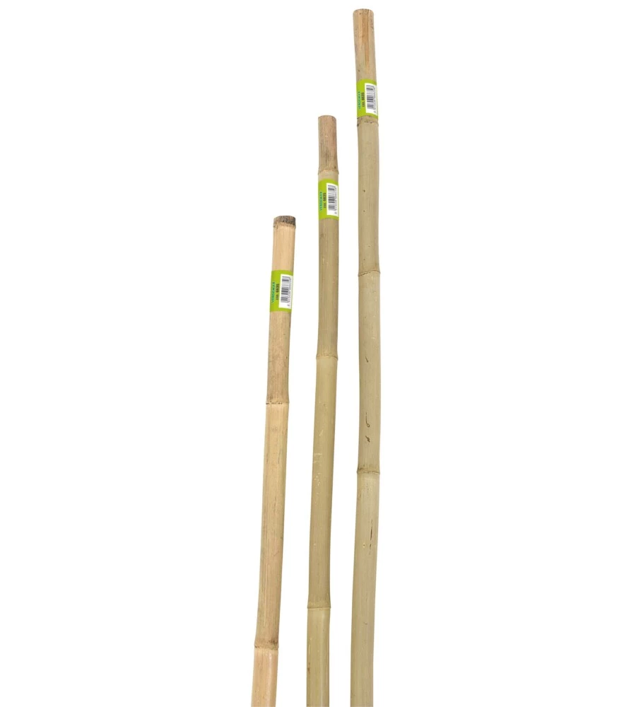 Canna bamboo piena h150cm 22/24 mm