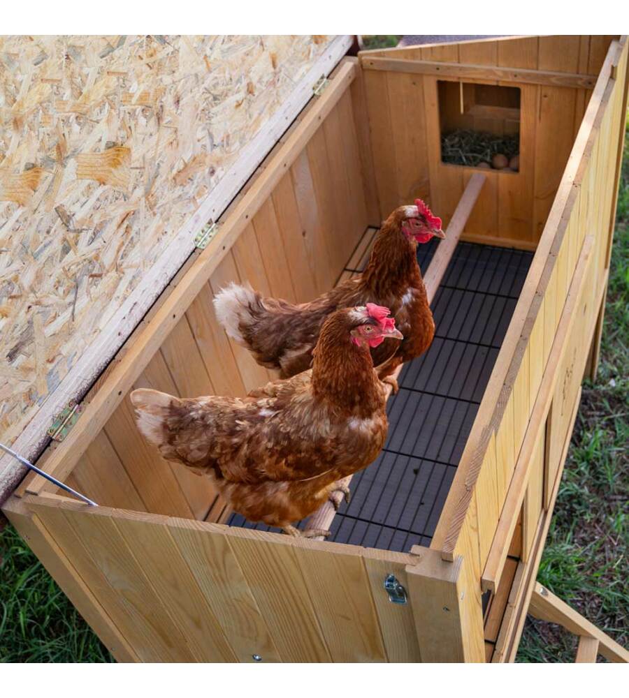 pollaio casetta in legno per galline cocincina xxxl