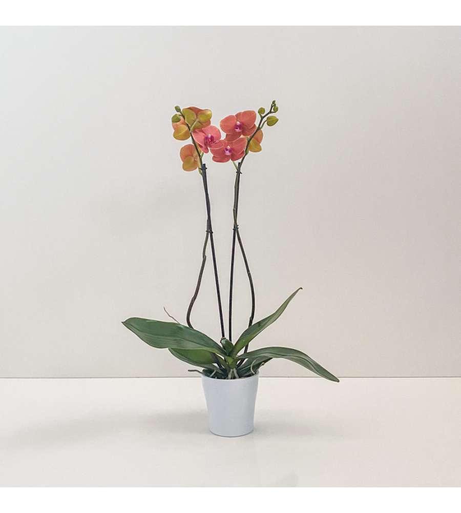 Orchidea Gialla Arancio Vaso Tondo In Ceramica Diametro 14cm in vendita  online