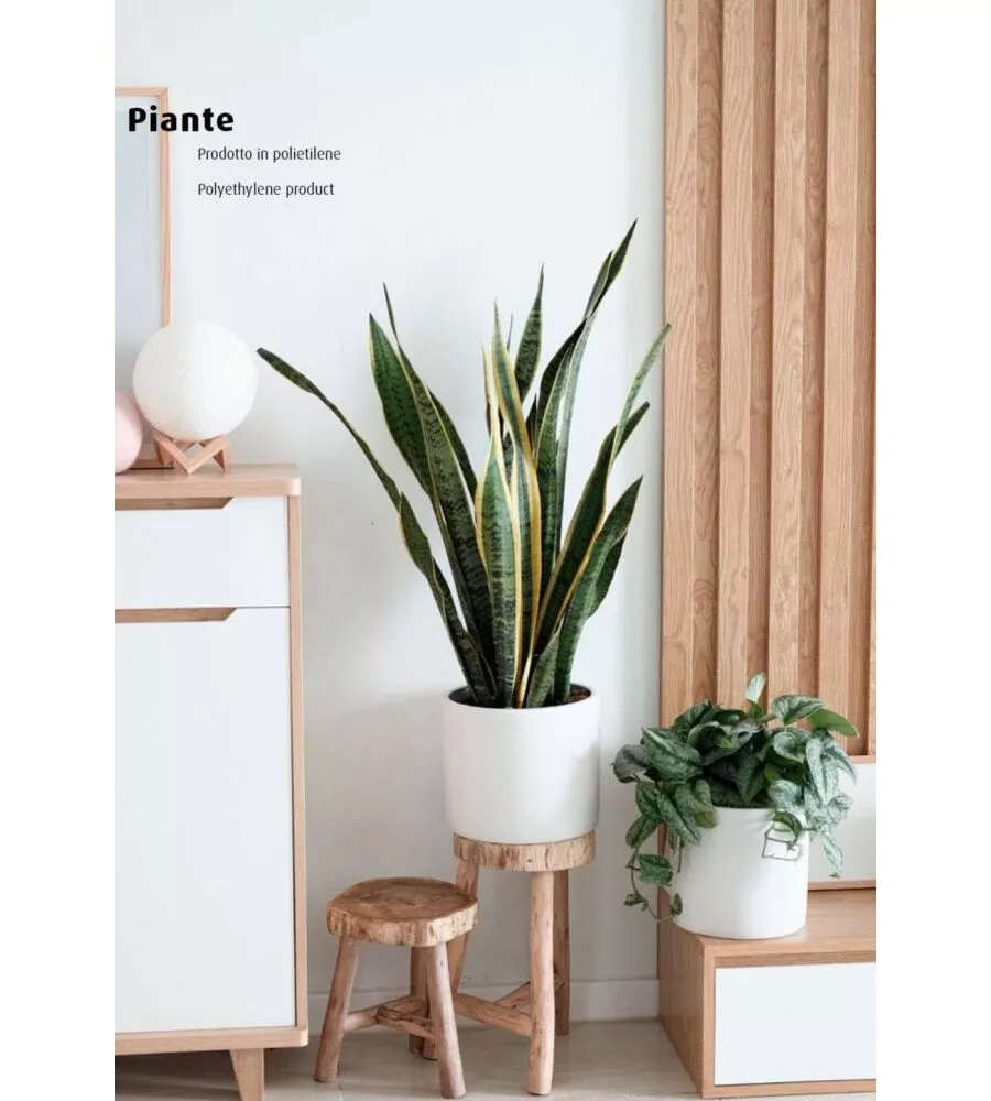 Pianta di sansevieria in polietilene con 21 foglie, 75 cm