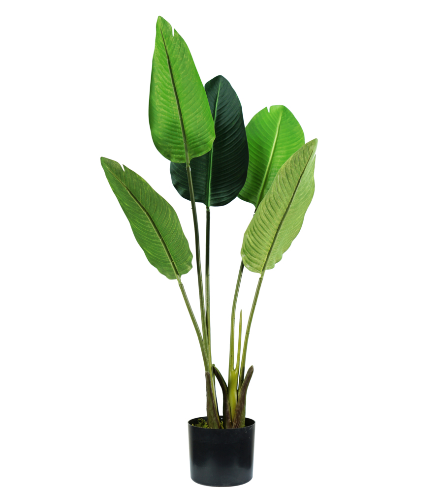 Pianta Strelitzia In Polietilene Con 5 Foglie, 100 Cm in vendita online