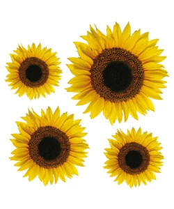 Stickers m girasoli - decoro crearreda.