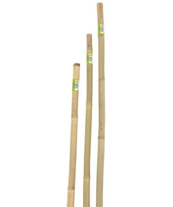 Canna bamboo piena h150cm 22/24 mm