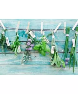 Sticker per piano cottura 'kp herbes' erbe aromatiche - 47x65 cm