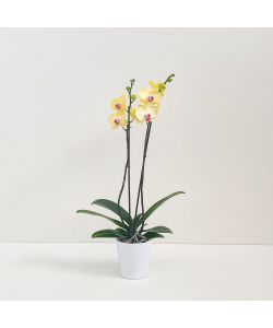 POWERS TO FLOWERS - ORCHIDEA PHALAENOPSIS BONSAI ARANCIO/GIALLO IN