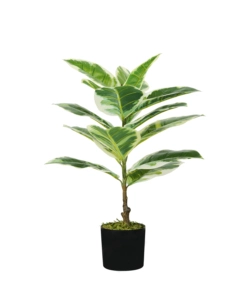 Pianta di ficus elastica in polietilene con 15 foglie, 65 cm