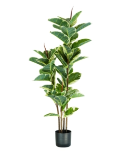 Pianta di ficus elastica in polietilene con 54 foglie, 145 cm