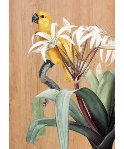 Quadro in legno 'yellow parrot', 47x67 cm