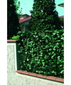 Siepe artificiale garden friend in pvc con foglie lauro 2000x100 cm